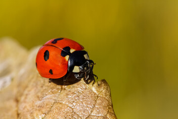 seven-spot ladybird on leaf in nature