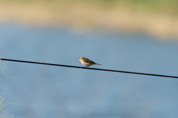 Emberiza Citrinella on a pond in an early autumn morning near Zikhron Ya'akov, Israel. 