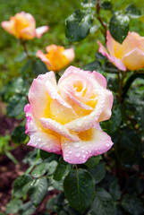 Gorgeous branches of the rose Gloria Dei in water drops after rain.
