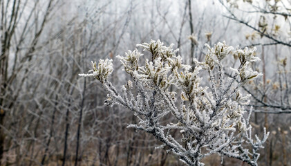 The yellow leaves of the shrub in white crystals of frost.