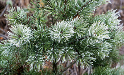 Green pine branches under winter white frost . Christmas Winter Snow background.