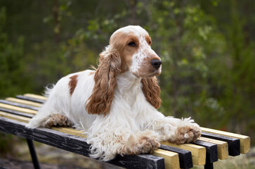 Summer. Park. An English Cocker Spaniel is lying on the bench. Color white-red.