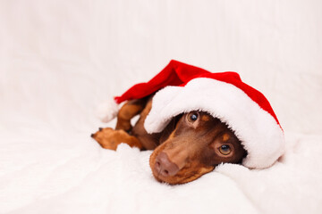 A dachshund puppy in a Christmas hat is lying on white sofa Christmas greeting card winter concept. Canine background.
