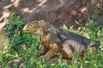 Galapagos land iguana, Conolophus subcristatus. in its natural habitat. A yellow lizard looking like a small dragon or dinosaur. Galapagos islands, Ecuador