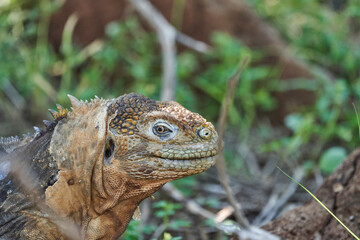 Galapagos land iguana, Conolophus subcristatus. in its natural habitat. A yellow lizard looking like a small dragon or dinosaur. Galapagos islands, Ecuador