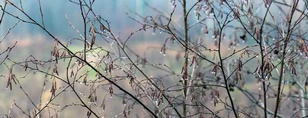 Bare branches with raindrops . Blurry background. Late autumn