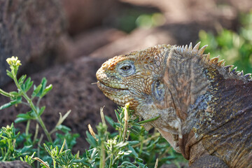 Galapagos land iguana, Conolophus subcristatus. in its natural habitat. A yellow lizard looking like a small dragon or dinosaur. Galapagos islands, Ecuador
