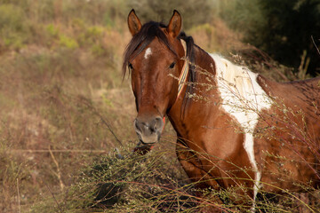 Naklejka na ściany i meble Beautiful Head portrait of a young Brown and white horse stallion on ranch