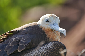 Female juvenile Magnificent frigatebird, Fregata magnificens, is a big black seabird with a characteristic red gular sac, galapagos islands, Ecuador, South America