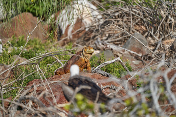 Galapagos land iguana, Conolophus subcristatus. in its natural habitat. A yellow lizard looking like a small dragon or dinosaur. Galapagos islands, Ecuador