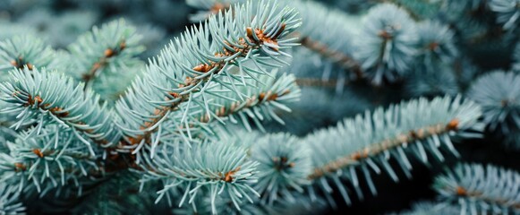 Naklejka na ściany i meble Blue spruce banner. Coniferous tree. Nature, Christmas, New Year, seasonal concept. Selective focus.
