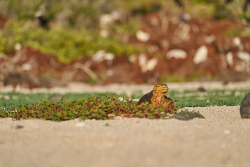 Galapagos land iguana, Conolophus subcristatus. in its natural habitat. A yellow lizard looking like a small dragon or dinosaur. Galapagos islands, Ecuador
