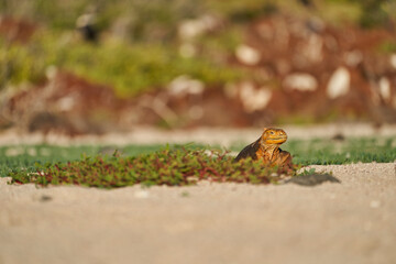 Galapagos land iguana, Conolophus subcristatus. in its natural habitat. A yellow lizard looking...