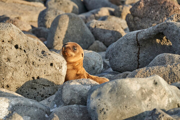 Galápagos sea lion, Zalophus wollebaeki, smallest sea lion species. Cute puppy lying in the warm sunlight on the sandy beach of the Galapagos Islands, Ecuador, South America   