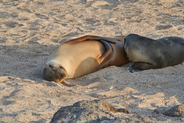 Galápagos sea lion, Zalophus wollebaeki, smallest sea lion species. Female and pup lying on the sandy beach of the Galapagos Islands, Ecuador, South America   
