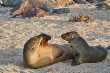 Fototapeta premium Galápagos sea lion, Zalophus wollebaeki, smallest sea lion species. Female and pup lying on the sandy beach of the Galapagos Islands, Ecuador, South America 