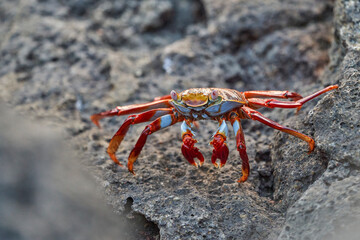 red rock crab , Grapsus grapsus, also known as Sally Lightfoot crab sitting on the lava rocks of the galapagos islands, Ecuador, South America