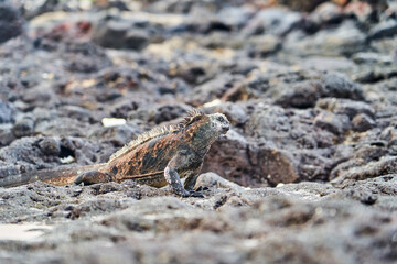 marine iguana, Amblyrhynchus cristatus, also sea, saltwater, or Galápagos marine iguana sitting on the lava rocks of the galapagos islands soaking up the sun