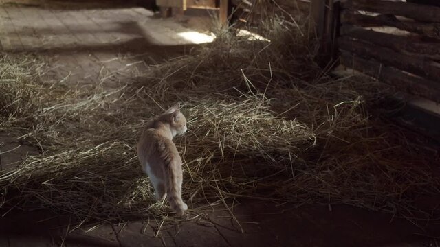 Cute kitten went to the stable and looks at the horse eating hay in his stall