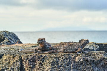 marine iguana, Amblyrhynchus cristatus, also sea, saltwater, or Galápagos marine iguana sitting on the lava rocks of the galapagos islands soaking up the sun