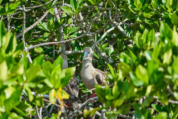 Adult red footed booby, Sula sula, is a large seabird, native to the Galapagos islands, sitting in the natural habitat. Ecuador, South America
