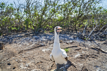 Nazca booby, Sula granti, is a large white seabird, with black face mask, living on Galapagos Islands in the pacific ocean, formerly known as masked booby. Ecuador, South America