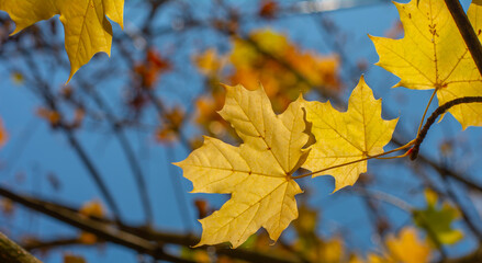 Golden Maple leaves on tree branch in autumn. Yellow Acer  leaves with blue sky in the background.