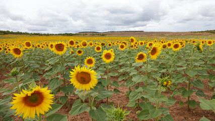 Fototapeta premium Campo de girasoles en Aguilar de Campoo, Palencia, España