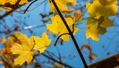 Golden Maple leaves on tree branch in autumn. Yellow Acer  leaves with blue sky in the background.