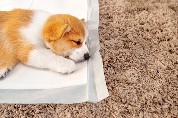 Welsh Corgi Pembroke laying on absorbent sheet at home interior. Dog and puppy pee. Potty training pads for pets. © Karyna