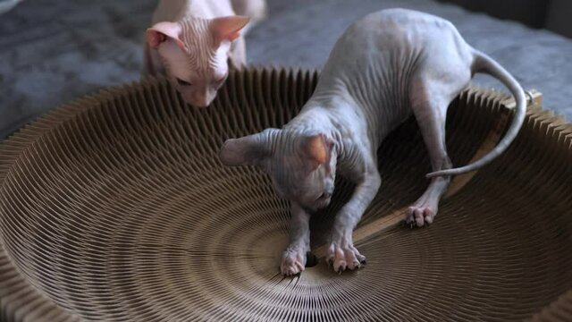 Sphinx bald kitten sharpens its claws using scratching post, which is also a cats bed. Another kitten is watching with interest. At home, indoors. Pets for allergy suffers. 
