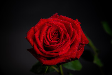 red rose