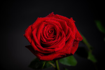 red rose