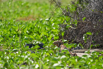 Galapagos land iguana, Conolophus subcristatus. in its natural habitat. A yellow lizard looking like a small dragon or dinosaur. Galapagos islands, Ecuador