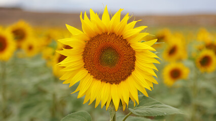 Fototapeta premium Campo de girasoles en Aguilar de Campoo, Palencia, España