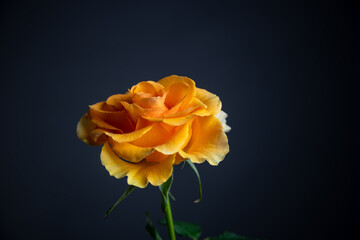 orange rose
