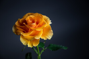orange rose