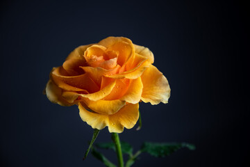 orange rose
