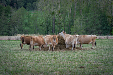 Obraz premium Heiligenstein, France - 09 01 2020: Herd of Jersey cows in a field grazing hay
