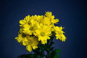 yellow chrysanthemum