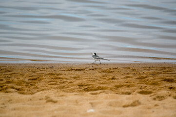 Mały ptaszek brodzący w wodzie na plaży