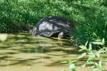 Galápagos giant tortoise, Chelonoidis nigra, walking on Santa Cruz island, Ecuador, South America, is the largest living species of tortoise and with lifespans of over 100 years