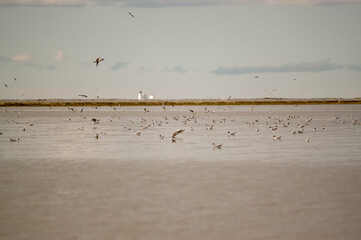 Krajobraz wodny ze stadem fruwających i pływających ptaków