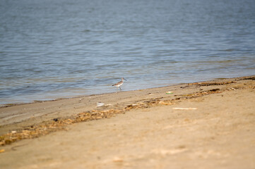 Mały ptaszek brodzący w wodzie na plaży	