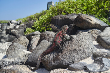 marine iguana, Amblyrhynchus cristatus, also sea, saltwater, or Galápagos marine iguana sitting on the lava rocks of the galapagos islands soaking up the sun