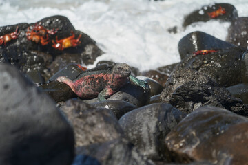 marine iguana, Amblyrhynchus cristatus, also sea, saltwater, or Galápagos marine iguana sitting amongst Sally Lightfoot crab, Grapsus grapsus, on the lava rocks of the galapagos islands.