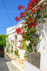Fototapeta na wymiar Blooming bougainvillea flowers on street in the town of Chora on the island of Folegandros. Cyclades, Greece