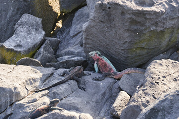 marine iguana, Amblyrhynchus cristatus, also sea, saltwater, or Galápagos marine iguana sitting on the lava rocks of the galapagos islands soaking up the sun