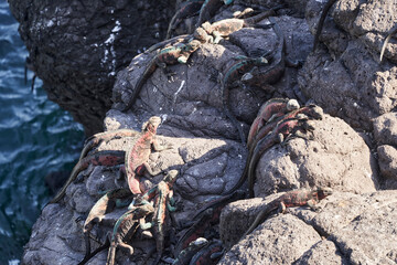 marine iguana, Amblyrhynchus cristatus, also sea, saltwater, or Galápagos marine iguana sitting on the lava rocks of the galapagos islands soaking up the sun