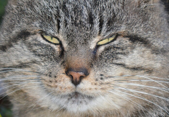 Cats Muzzle